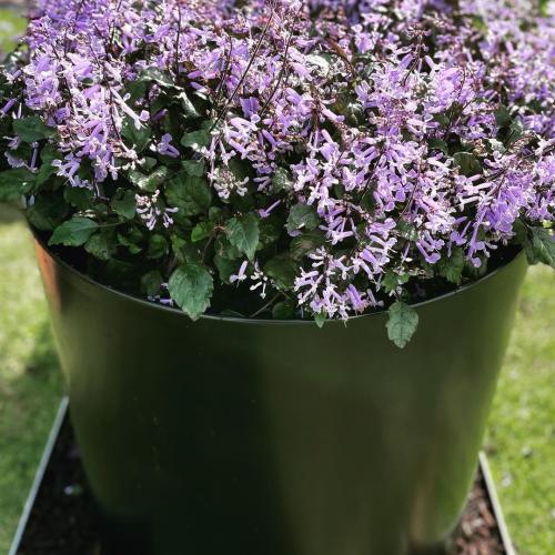FormBoss Garden Rings